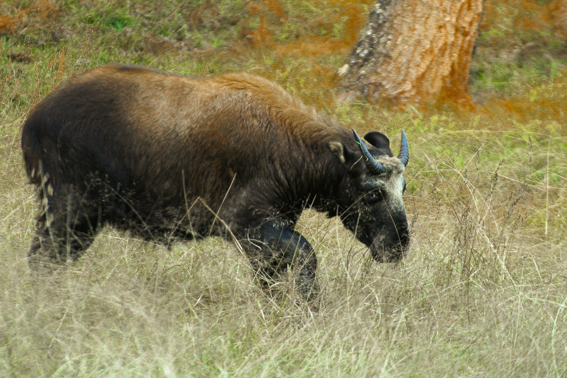 The Takin