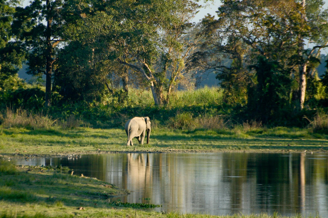 Man vs Elephant - some thoughts on the conflict