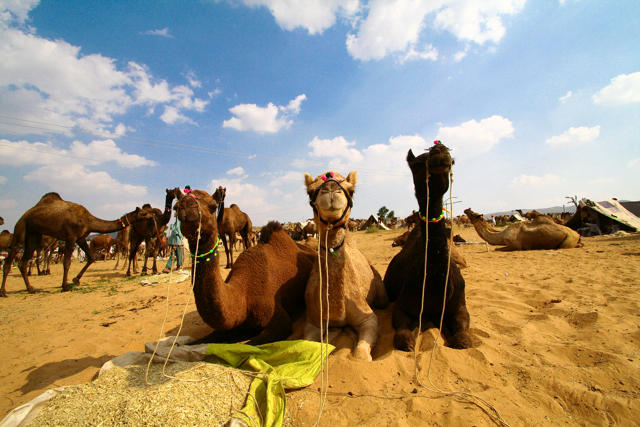 Pushkar : Religion and rituals