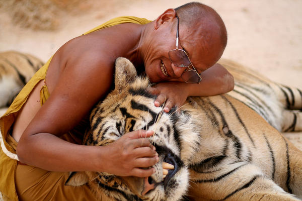 living a dream - the tiger temple experience