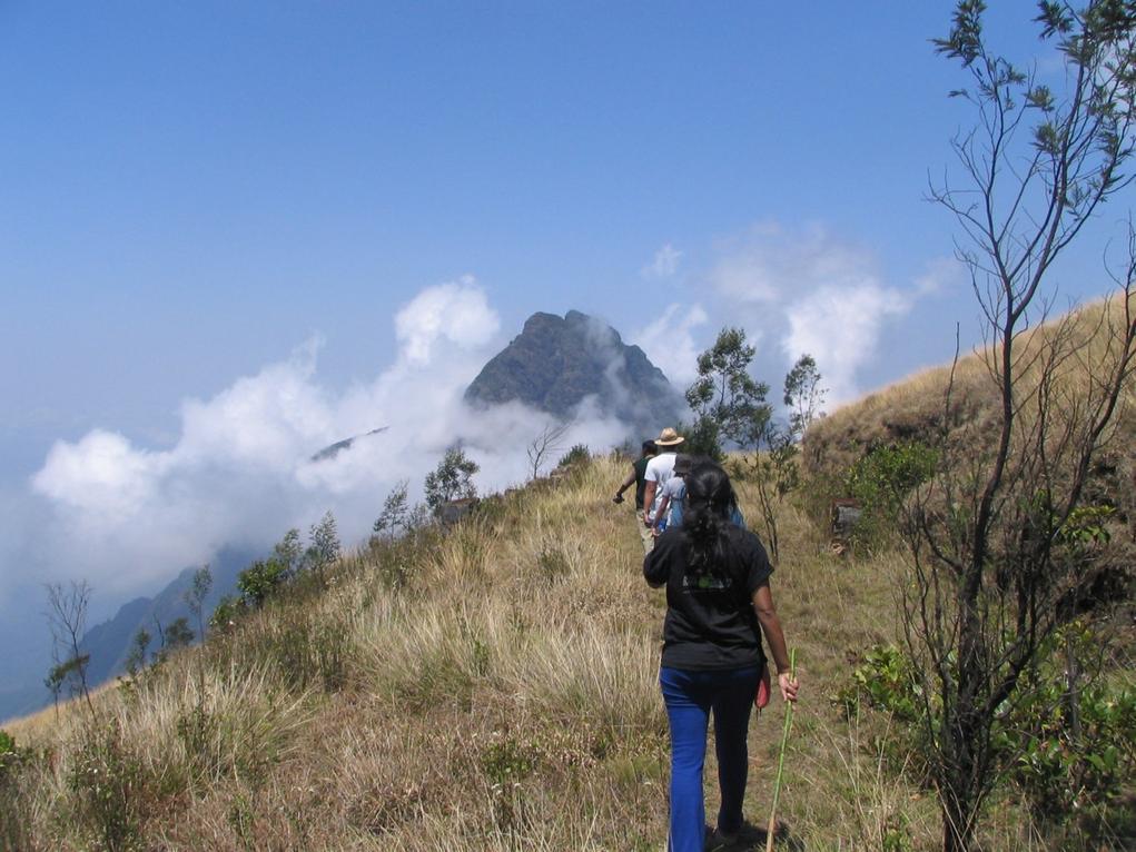 Wildlife volunteering.. a week of jungle walking with the Center for Wildlife Studies