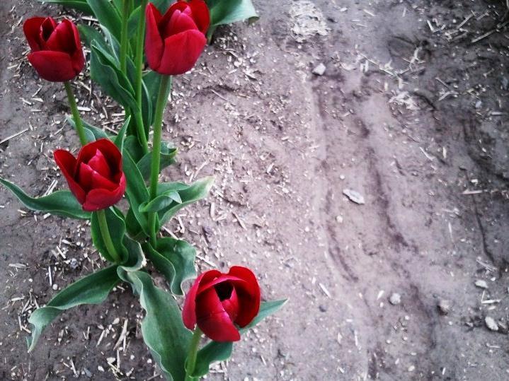 Of Tulips And Unlikely Names